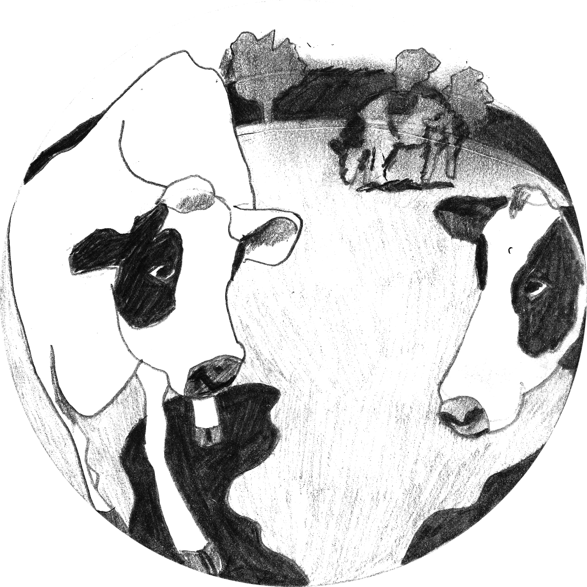 vaches-proches